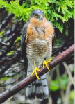 3rd – Sparrowhawk –&nbsp;Unknown